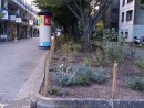 Bepflanzung Beete Quartierseingang Ladenzeile  © Stadtplanungsamt Stadt Frankfurt am Main