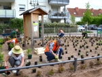 Sozialer Zusammenhalt Nied: Pflanzaktion an der Therese-Herger-Anlage © Stadtplanungsamt Franfurt am Main