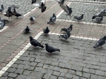 Tauben auf der Konstabler Wache, Foto: Prof. Heinrich Lessing, Frankfurt University of Applied Sciences