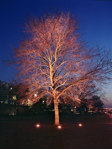 Unterleuchteter Baum - Winterbild, © Stadtplanungsamt Stadt Frankfurt am Main 
